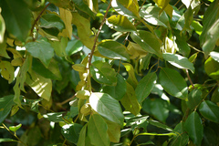 Diospyros oocarpa